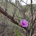 Ipomoea holubii - Photo (c) mettetron,  זכויות יוצרים חלקיות (CC BY-NC), הועלה על ידי mettetron