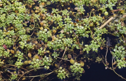 Blunt-fruited Water-starwort