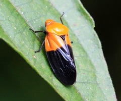 Leptataspis nigriscutellata