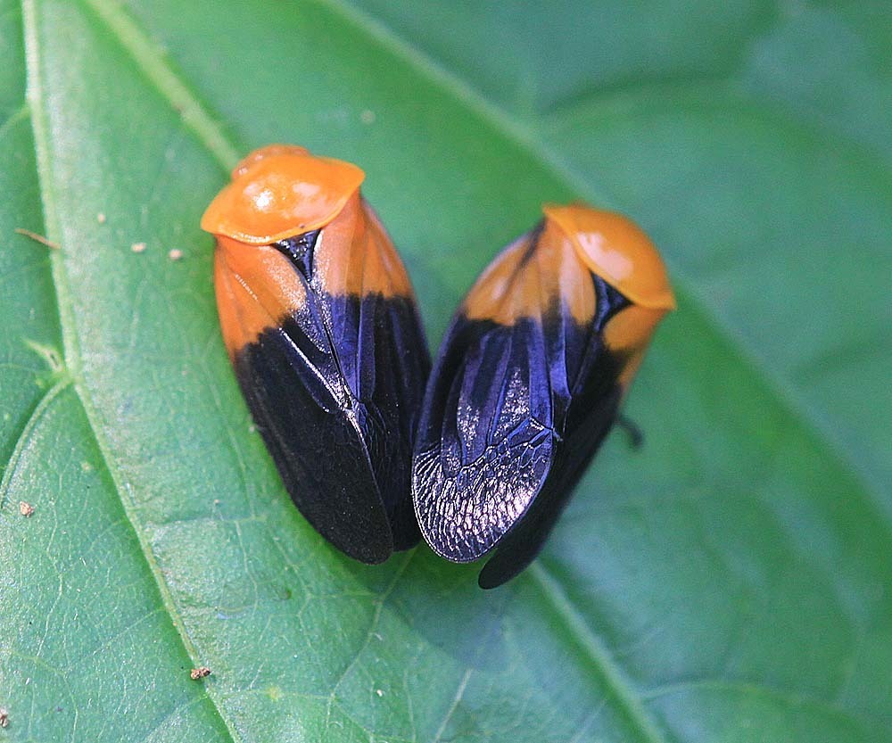 Leptataspis nigriscutellata