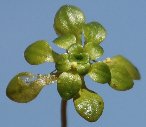 Blunt-fruited Water-starwort
