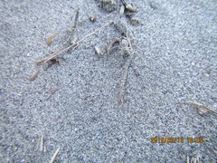 Anoteropsis litoralis