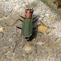 Cylindera germanica