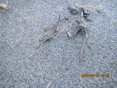 Anoteropsis litoralis