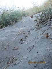 Anoteropsis litoralis