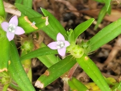 Hexasepalum teres, photograph Ken Clark, CC BY, iNaturalist via GBIF