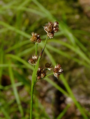 Luzula multiflora