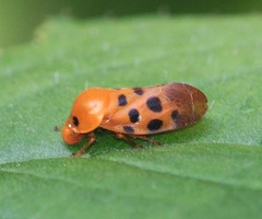 Cosmoscarta septempunctata