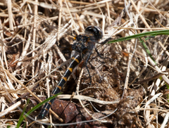 Williamsonia lintneri