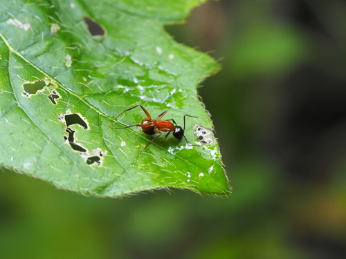 Camponotus kaguyaCamponotus kaguya