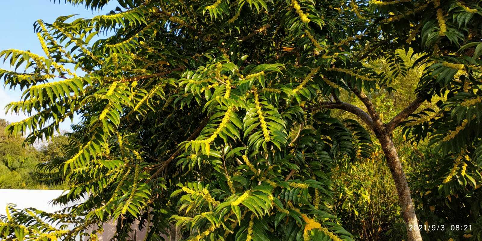 Casearia sylvestris