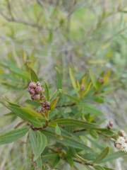 Baccharis salicifolia