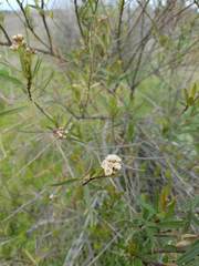 Baccharis salicifolia
