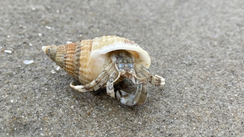 South-claw Hermit Crab, photo 3 of 7