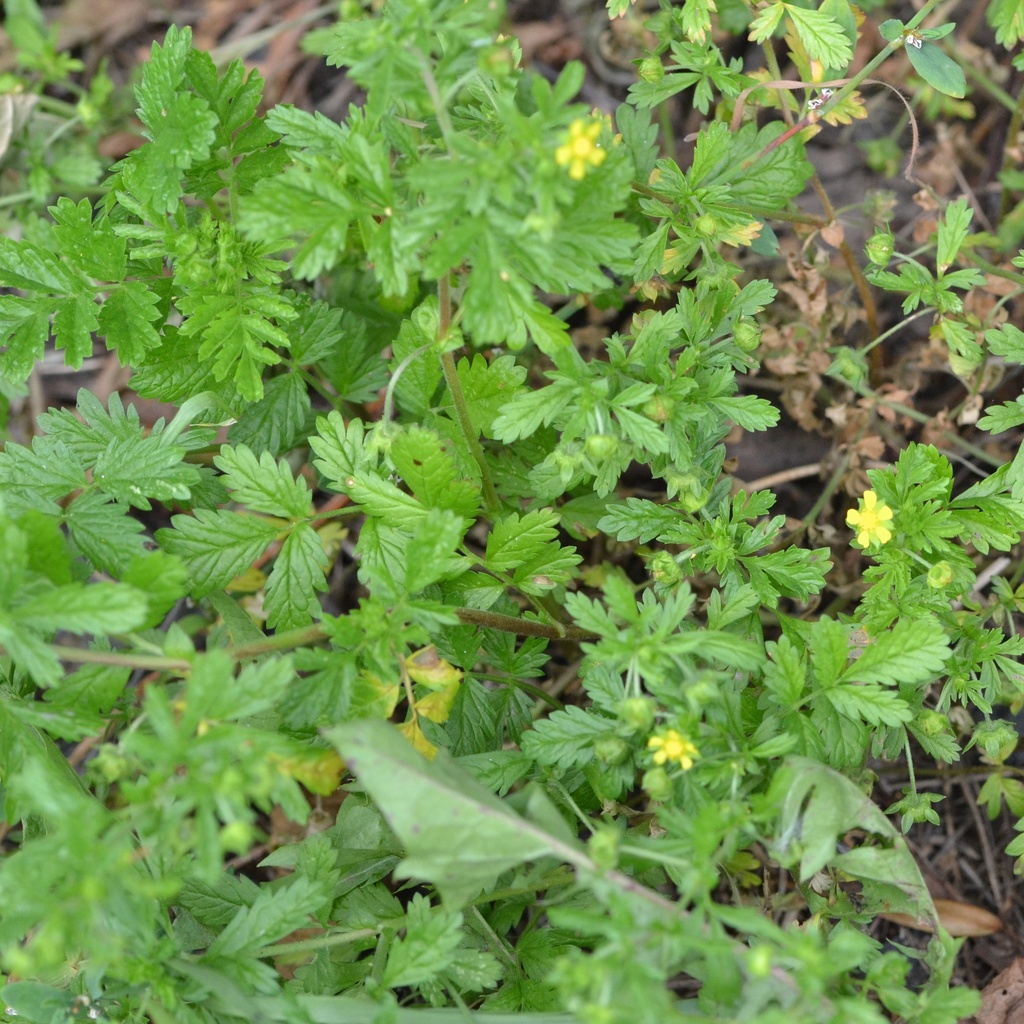 Carpet Cinquefoil from 250 82 Tuklaty, Česko on August 20, 2023 at 11: ...