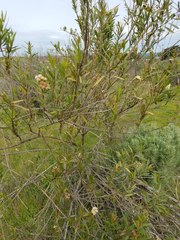 Baccharis salicifolia
