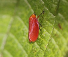 Eoscarta borealis