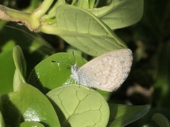 Zizina otis labradus