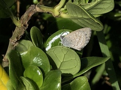 Zizina otis labradus