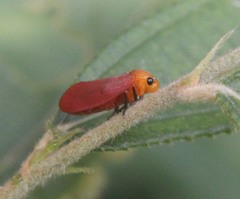 Eoscarta borealis