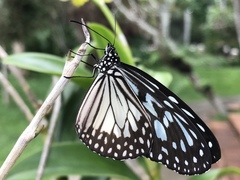 Ideopsis juventa