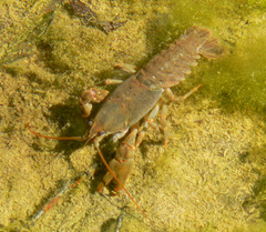 Austropotamobius torrentium