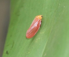 Eoscarta borealis