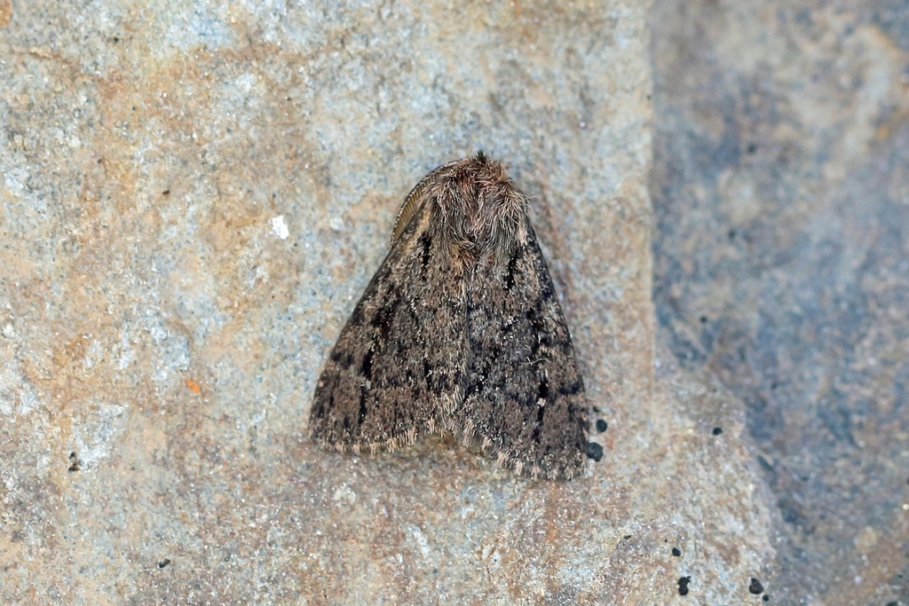 Ocneria atlantica