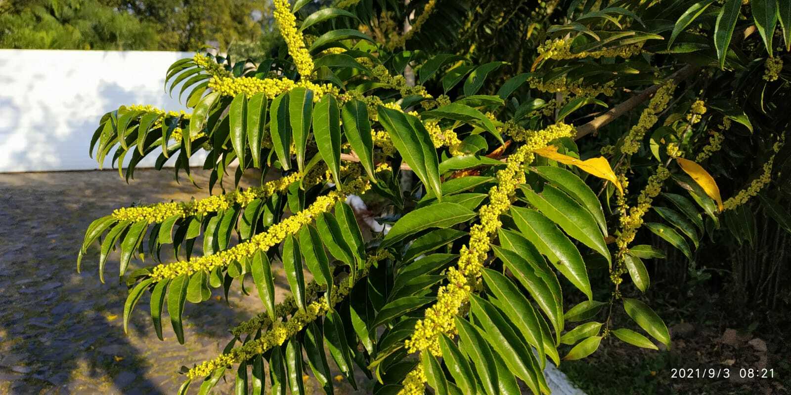 Casearia sylvestris
