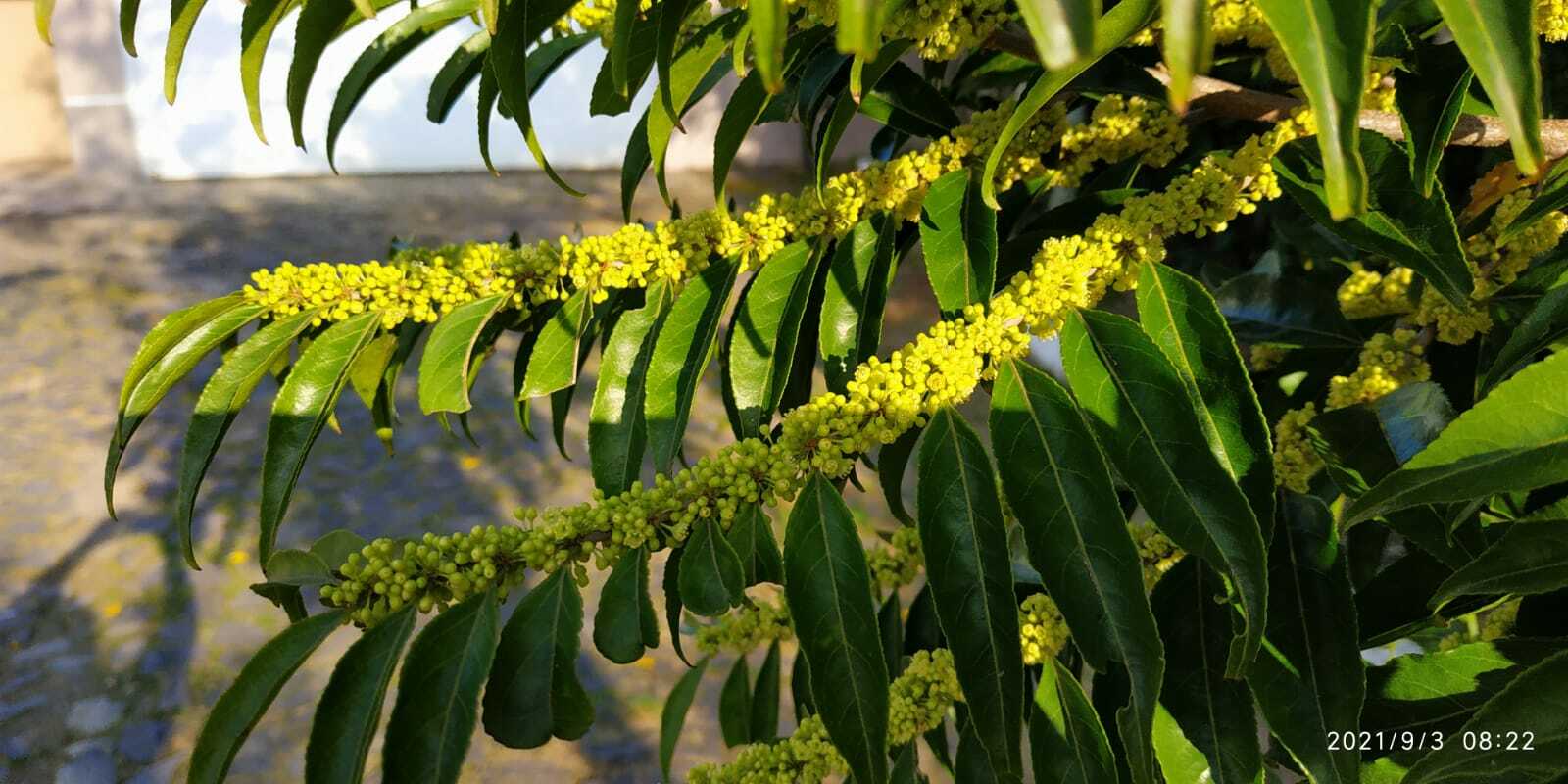 Casearia sylvestris