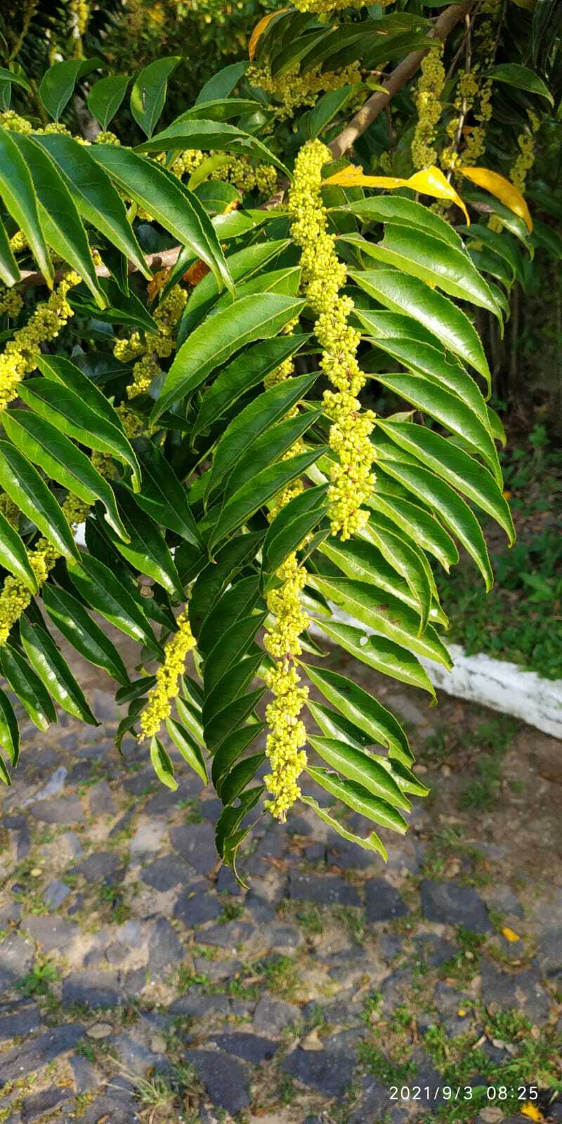 Casearia sylvestris