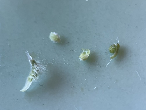 Image of Erica senilis by (c) Charleen Brunke, some rights reserved (CC BY)