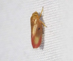 Eoscarta punctata
