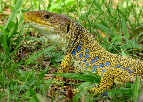 Ocellated Lizard