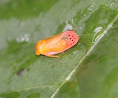 Eoscarta liternoides
