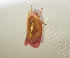 Eoscarta liternoides