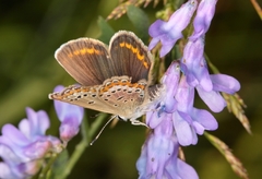 Plebejus argus