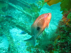 Caesioperca lepidoptera