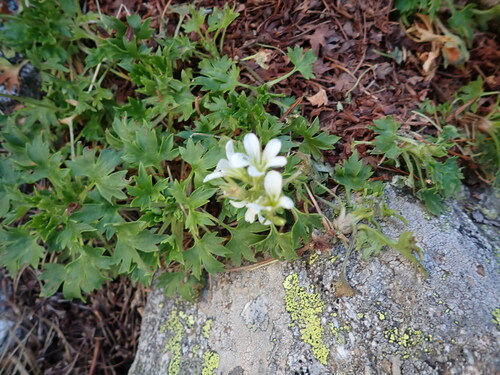 Image of Saxifraga geranioides by (c) Franck Cabot, some rights reserved (CC BY)