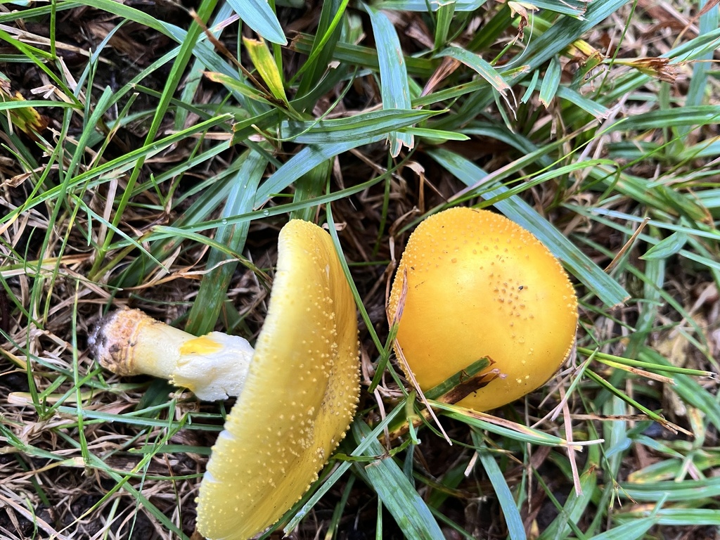 A yellow patches amanita, bright yellow cap among grass