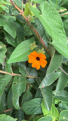 Thunbergia alata image