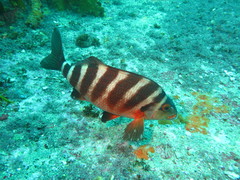 Chirodactylus spectabilis