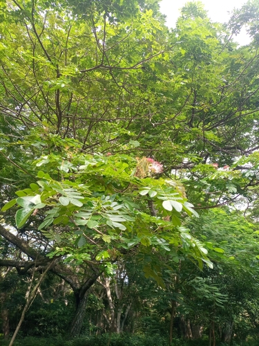 Samanea saman