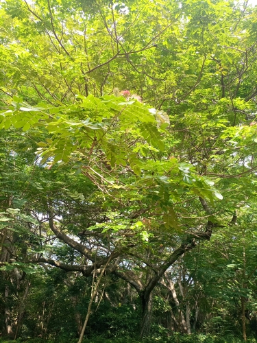 Samanea saman