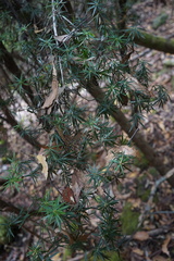 Cyathodes glauca