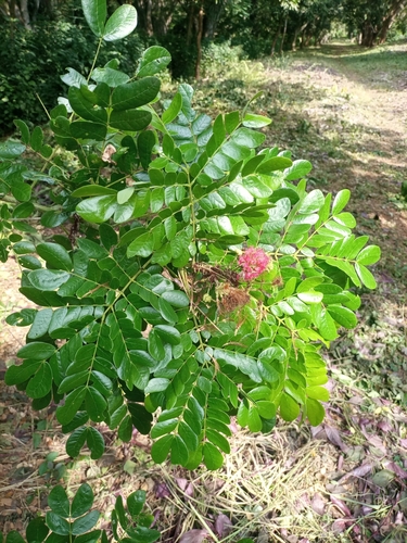 Samanea saman