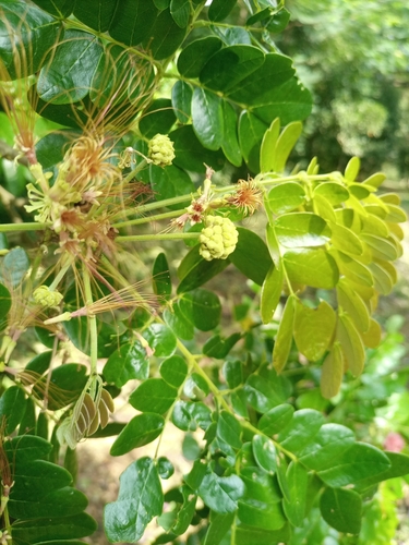 Samanea saman