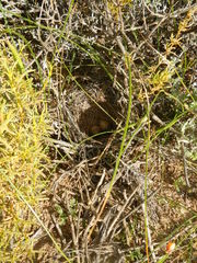 Galerida magnirostris