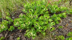 Cornus suecica