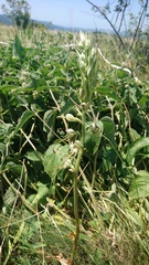 Himantoglossum caprinum